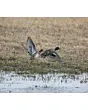 Appeau Primos Sarcelle Femelle Bluewing Teal Duck Vols