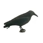 Appelant Corbeau