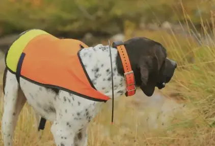 Colliers GPS pour Chiens de Chasse : Guide d'Achat