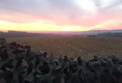 Chasse au corbeau