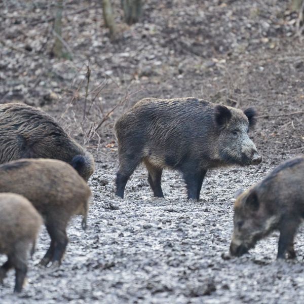 Chasse au Sanglier : Techniques de Chasse, Équipements et Préparation du gibier 