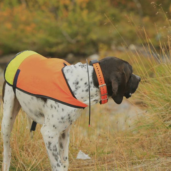 Colliers GPS pour Chiens de Chasse : Guide d'Achat