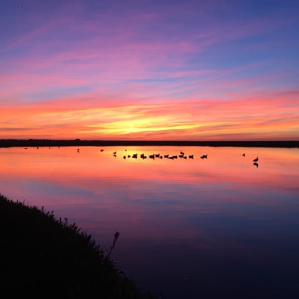 Chasse aux gibiers d'eau