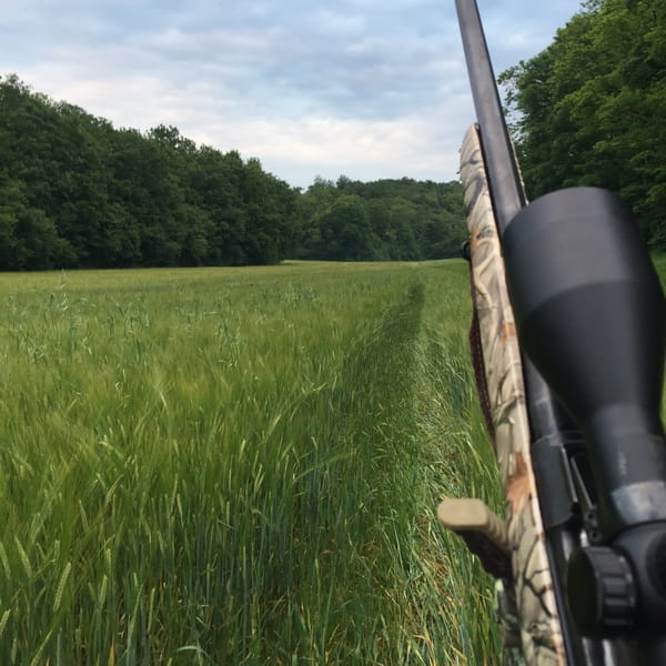 Comment attirer les sangliers dans un bois ? 